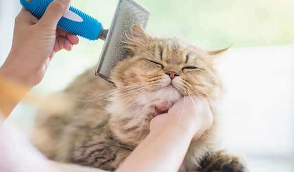Aprenda a limpar a orelha do gato e entenda porque a prática é tão  importante